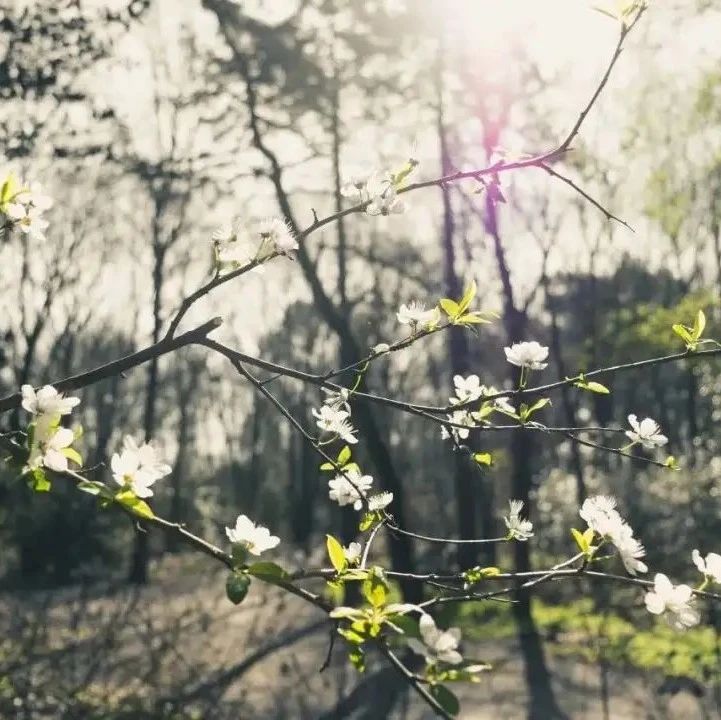 这45首经典古诗词，你只知一句，却不知全文