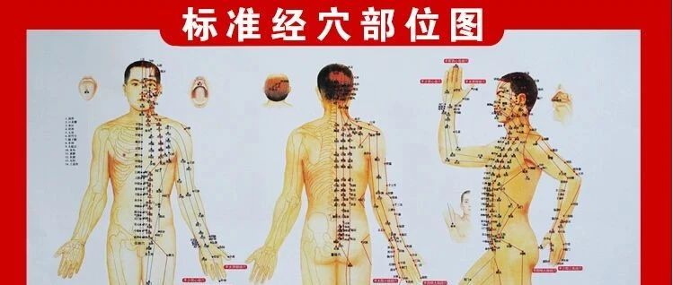 完整高清人体经络偱行动画图（珍贵)