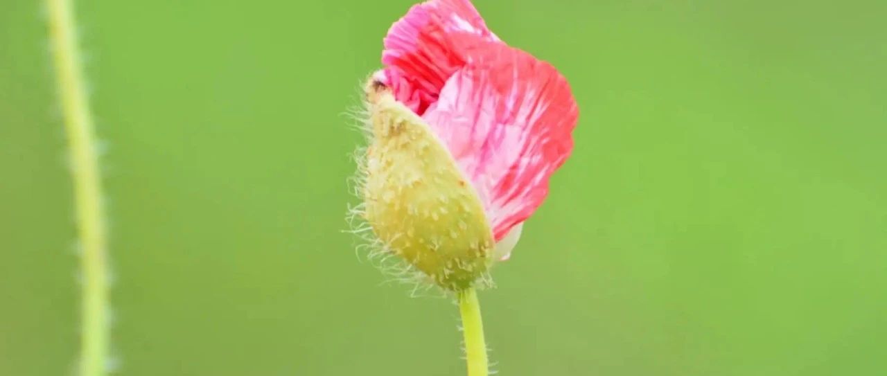 “稼穑格”的鉴定原则及其命理特征  （之二）