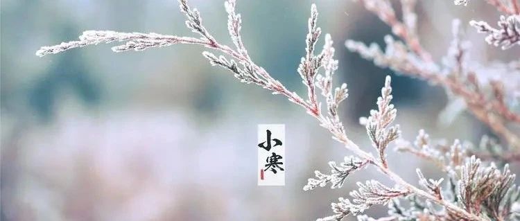 小寒丨6首小寒古诗看雪落，待春来