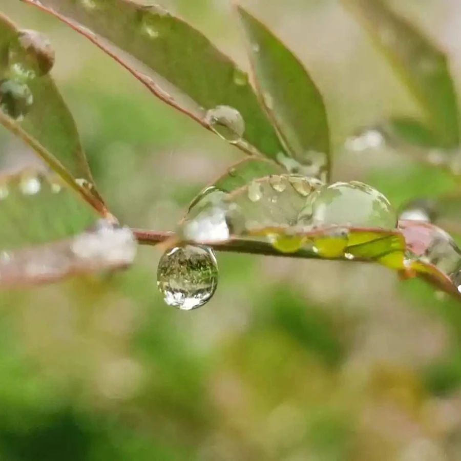 夏日丨五首诗词，雨落成诗，美到极至