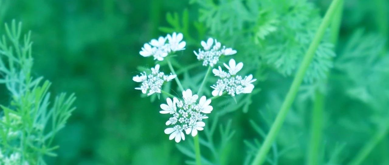 诗词丨一缕清风花香醉，诗韵书香润心菲