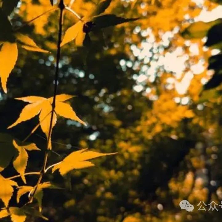 最有诗意的8首晚秋诗，遇见最美的晚秋。