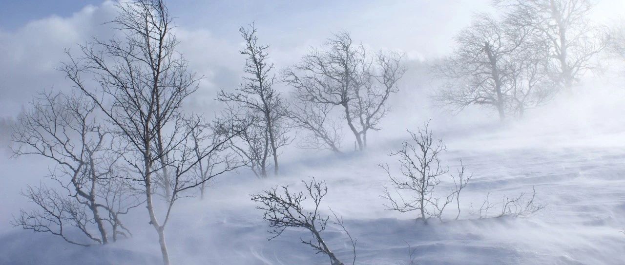 雪花飘飘