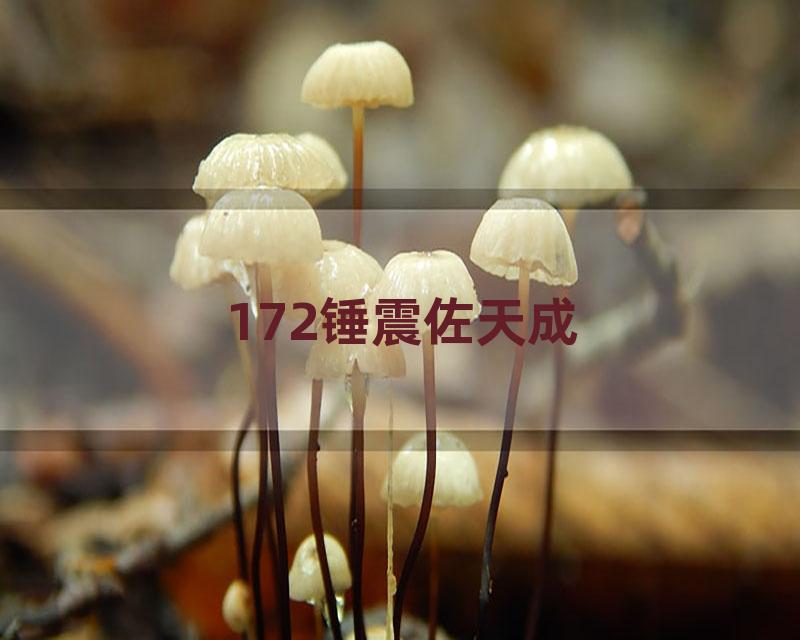 172锤震佐天成