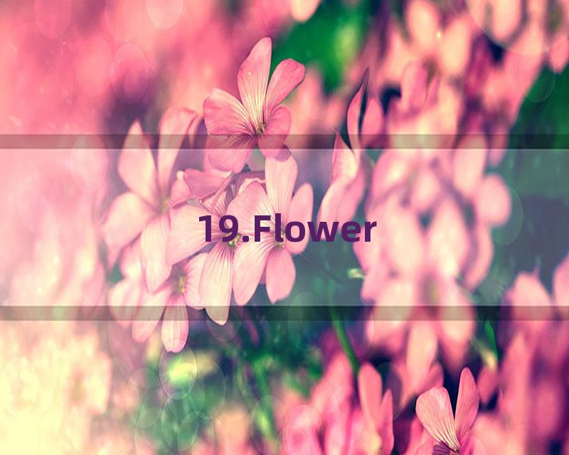 19.Flower