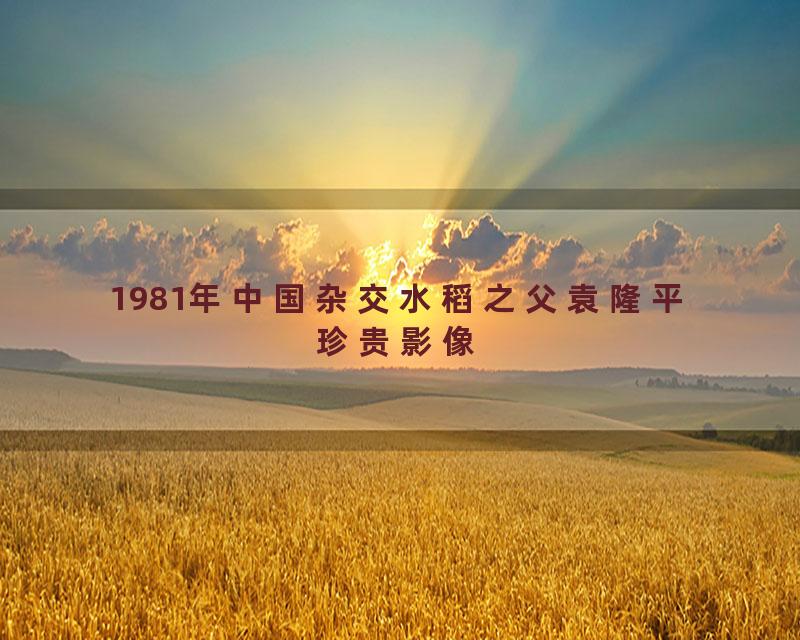 1981年中国杂交水稻之父袁隆平珍贵影像