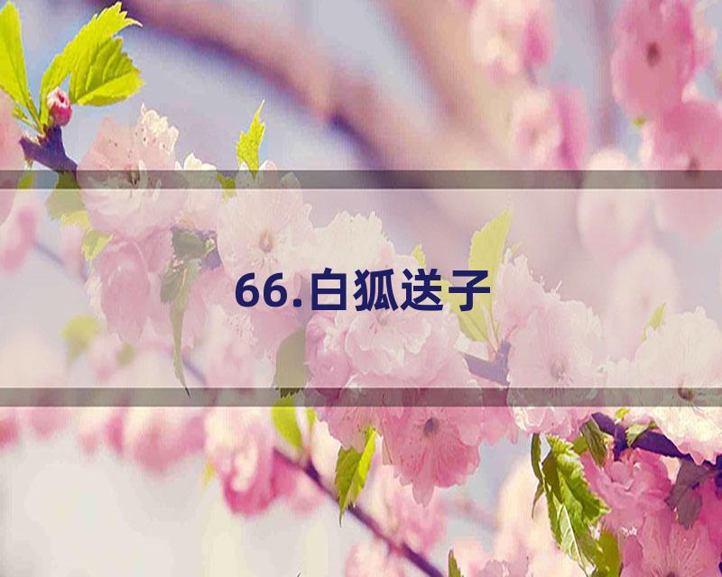 66.白狐送子